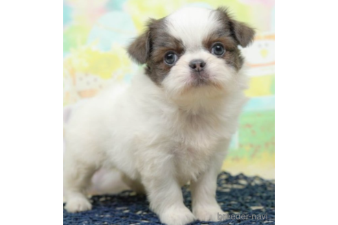 成約済の千葉県のミックス犬-219708の1枚目